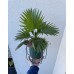 Vazoninė palmė Vazoninė palmė
